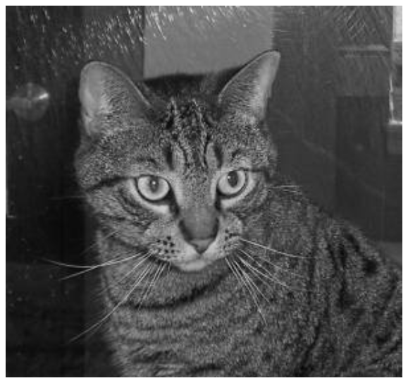 Image 3 — Grayscale cat image (image by author)